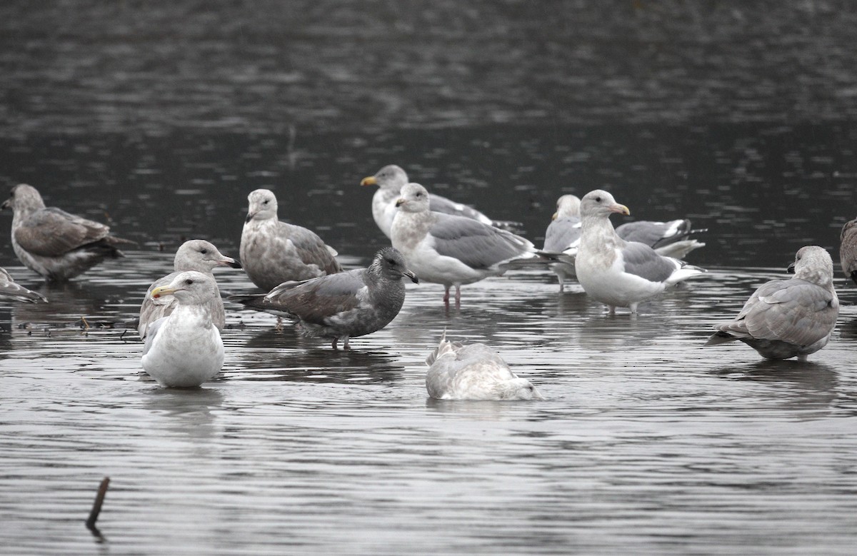 Western/Glaucous-winged Gull - ML645858228