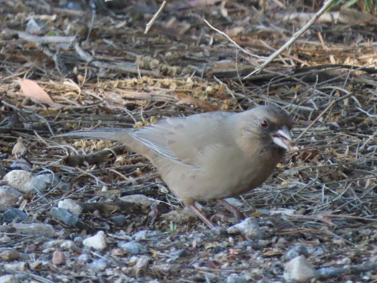 Abert's Towhee - ML645858240