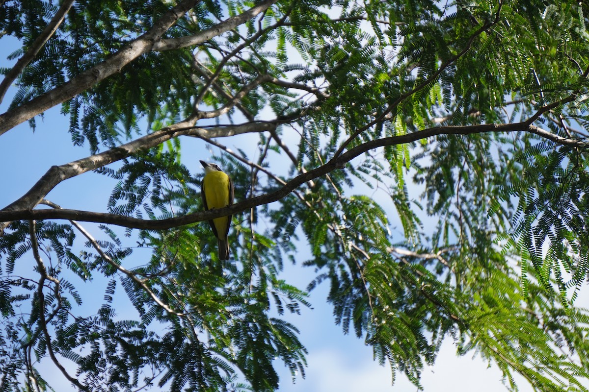 Boat-billed Flycatcher - ML645858242