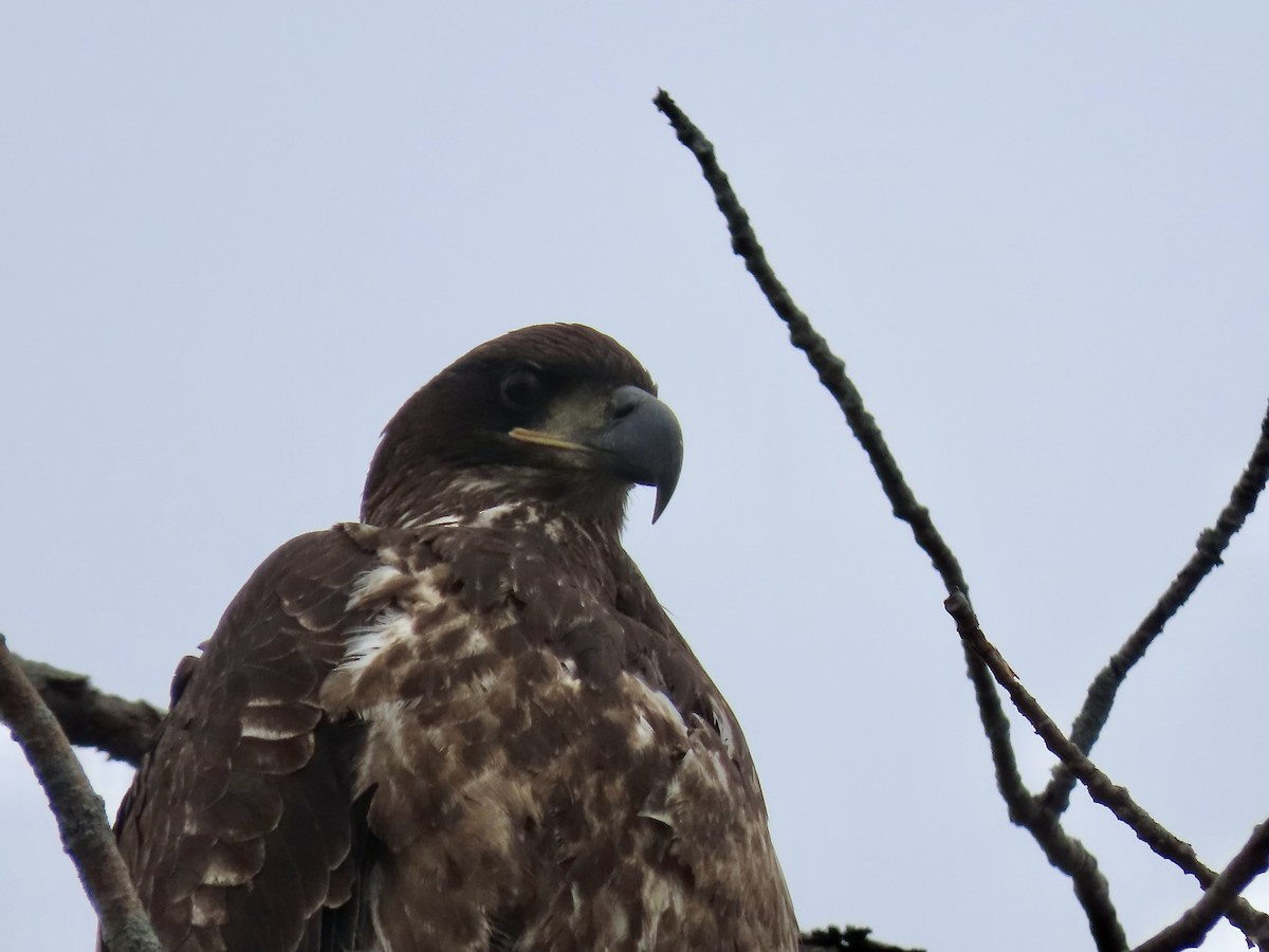 Bald Eagle - ML645858247
