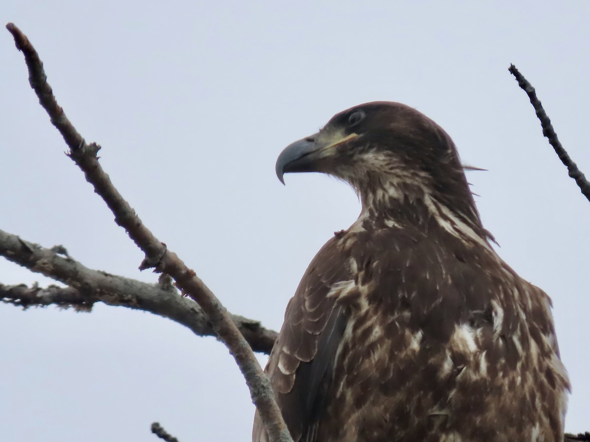 Bald Eagle - ML645858248