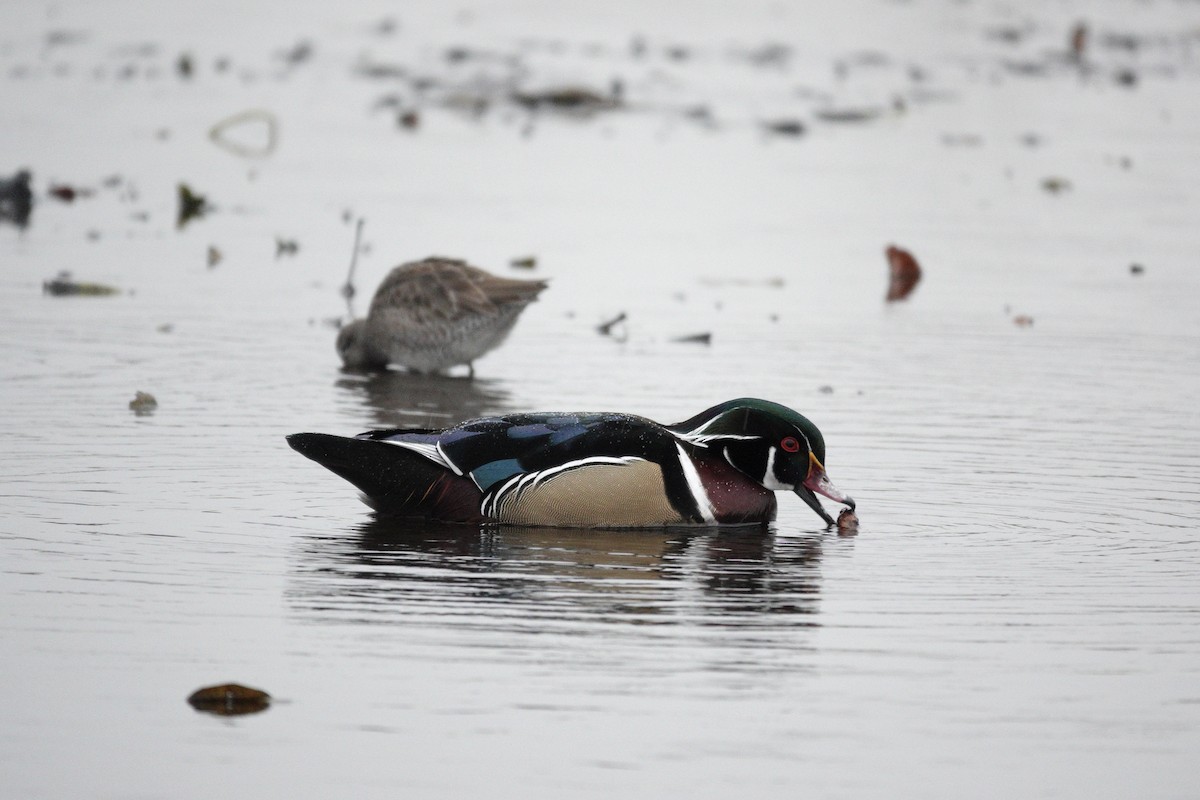 Wood Duck - ML645858249