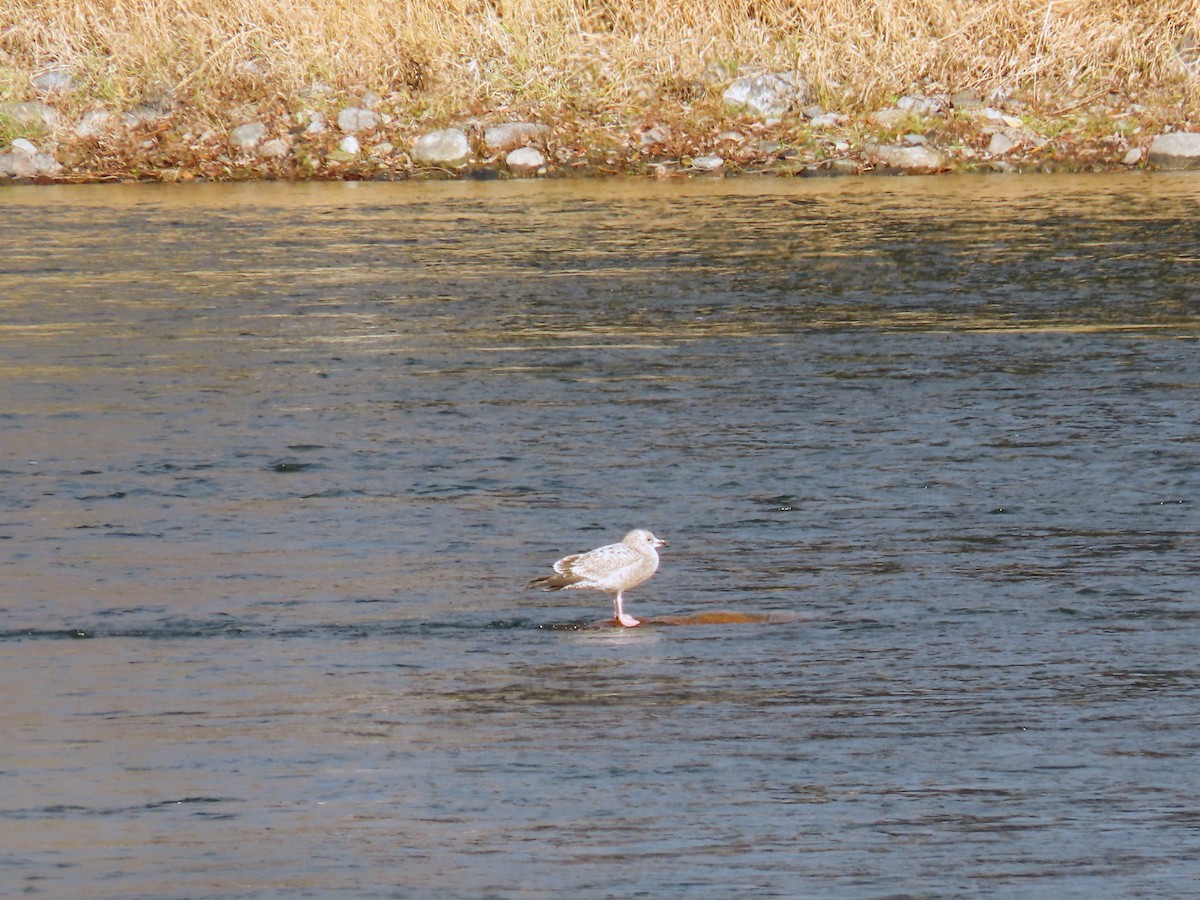 American Herring Gull - ML645858250