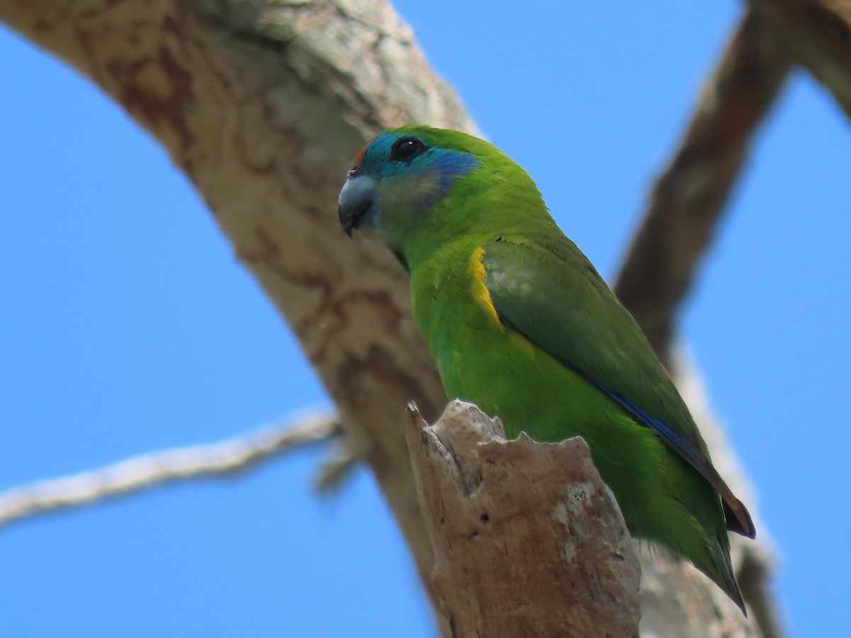 Double-eyed Fig-Parrot - ML645858252