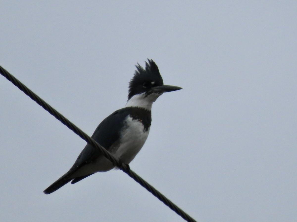 Belted Kingfisher - ML645858253