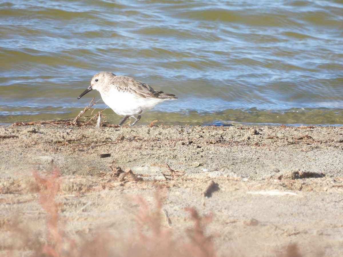 黑腹濱鷸 - ML645858254