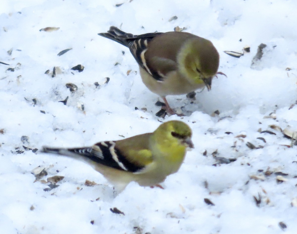 American Goldfinch - ML645858256