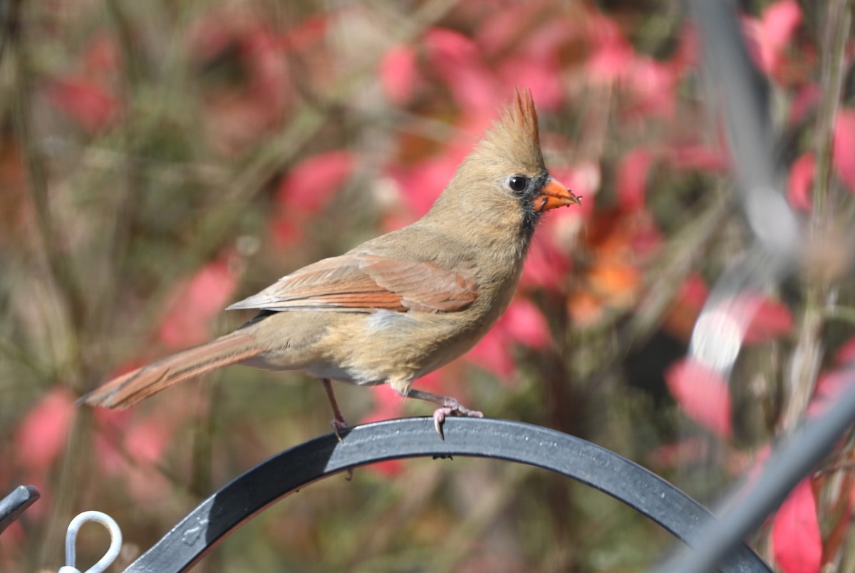 Northern Cardinal - ML645858258