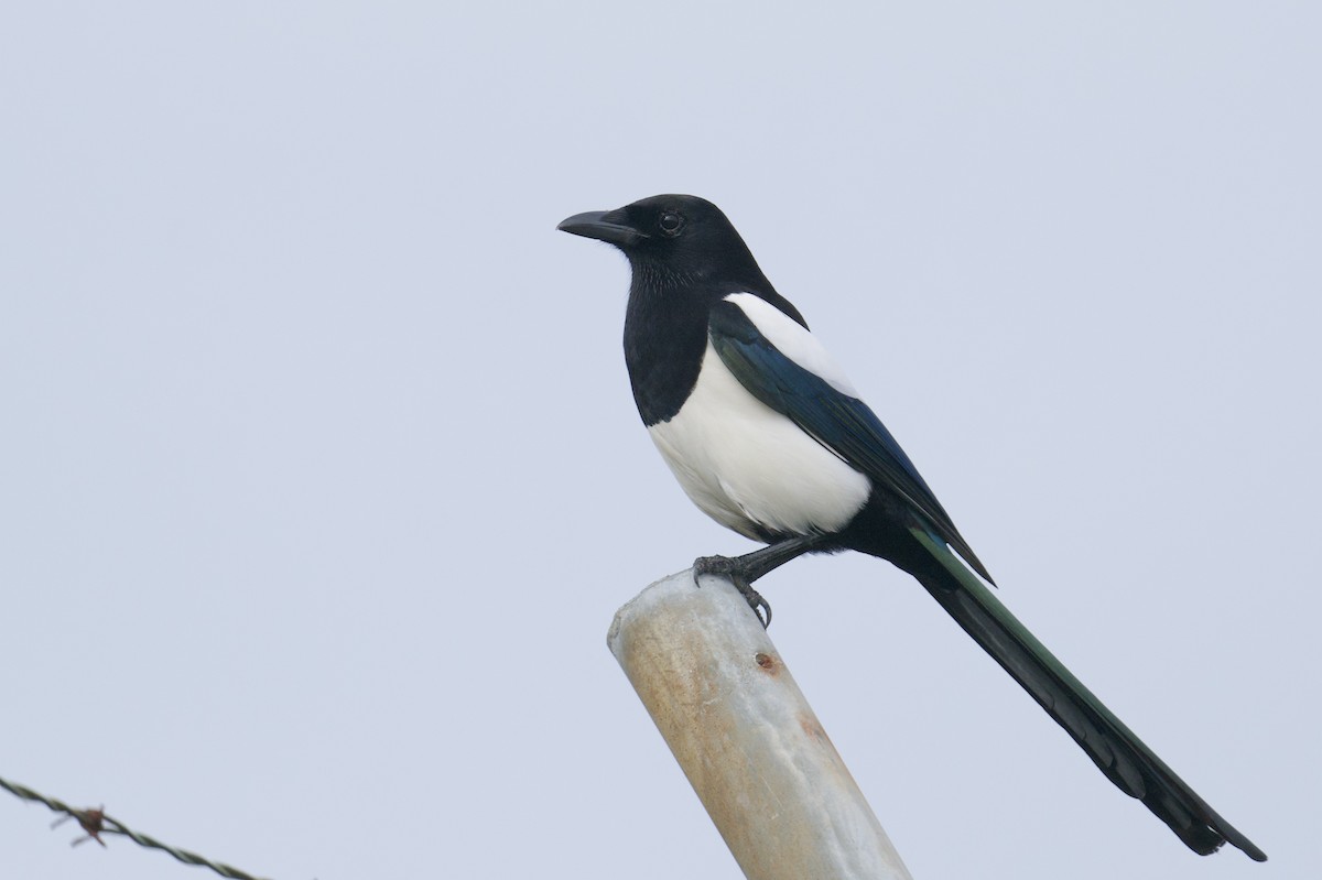 Eurasian Magpie - ML645858260
