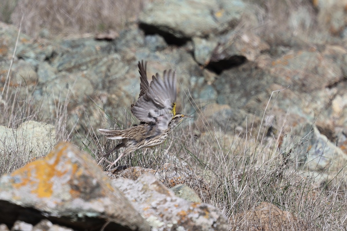 Western Meadowlark - ML645858264