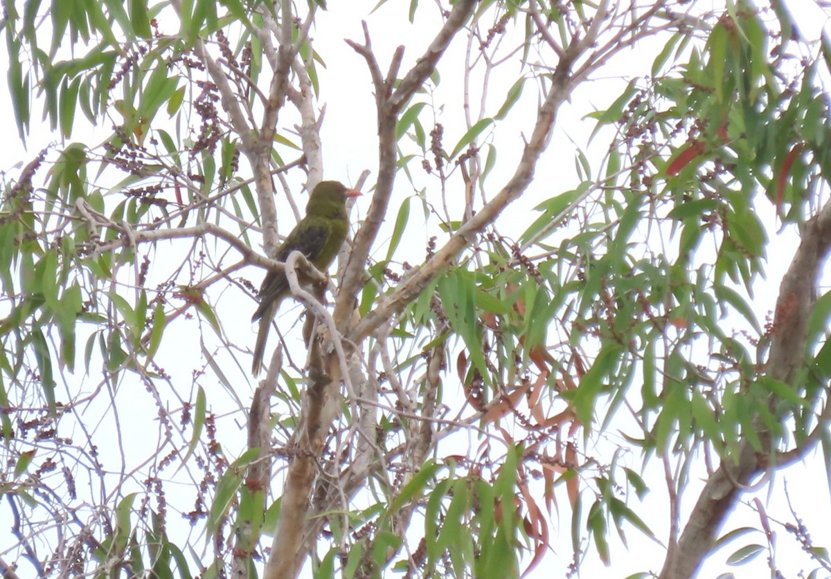 Green Oriole - ML645858267