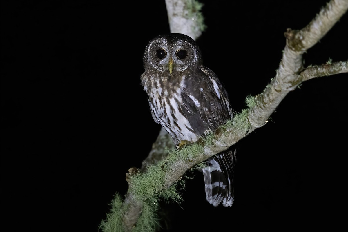 Mottled Owl - ML645858270