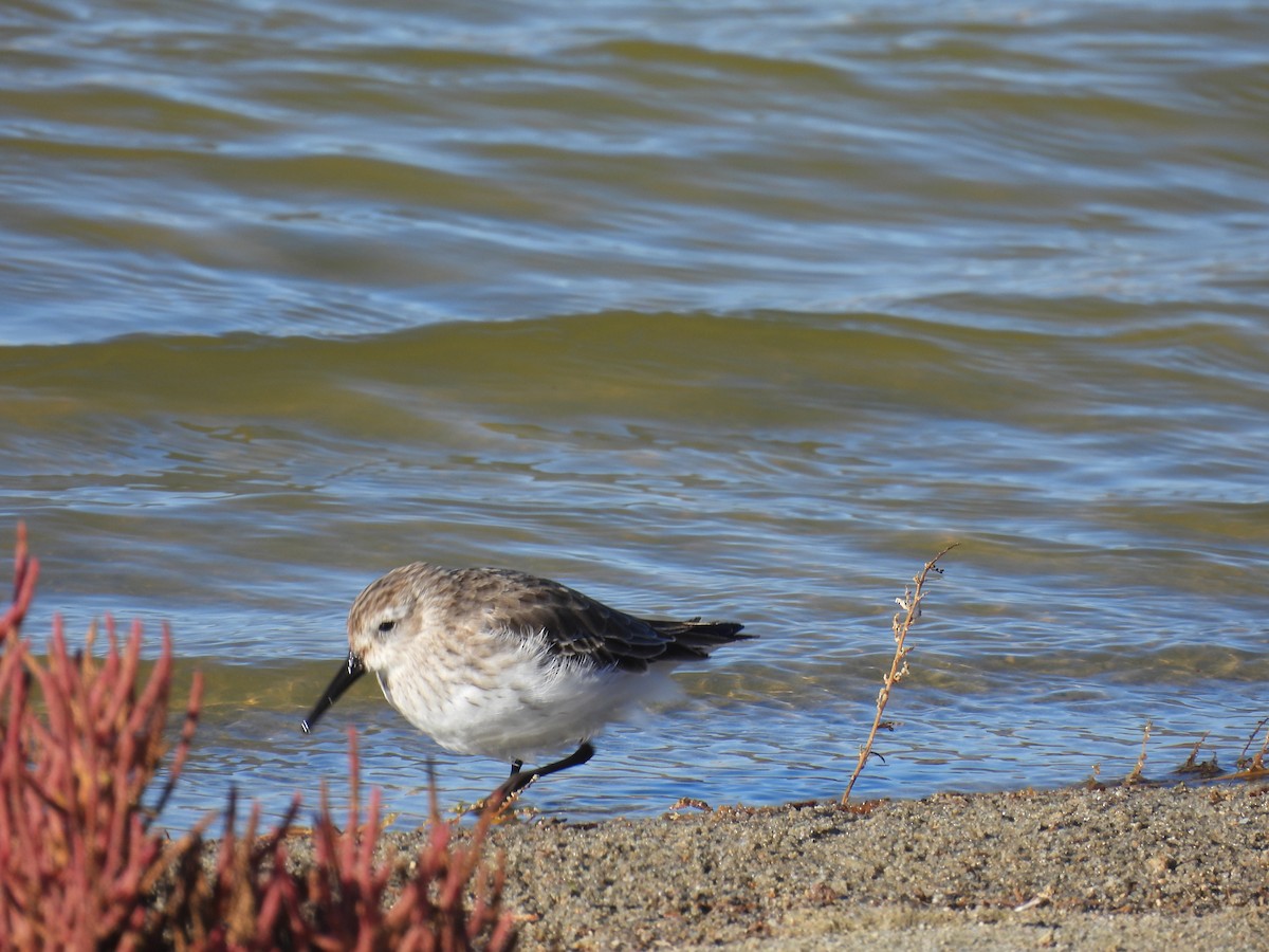 黑腹濱鷸 - ML645858271