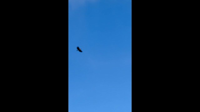 Lewis's Woodpecker - ML645858272