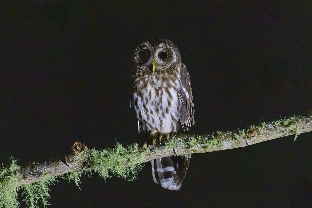 Mottled Owl - ML645858274