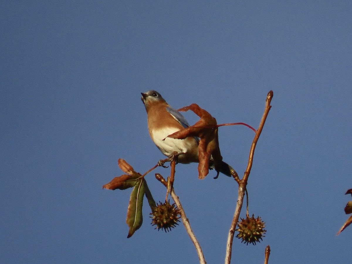 Eastern Bluebird - ML645858275