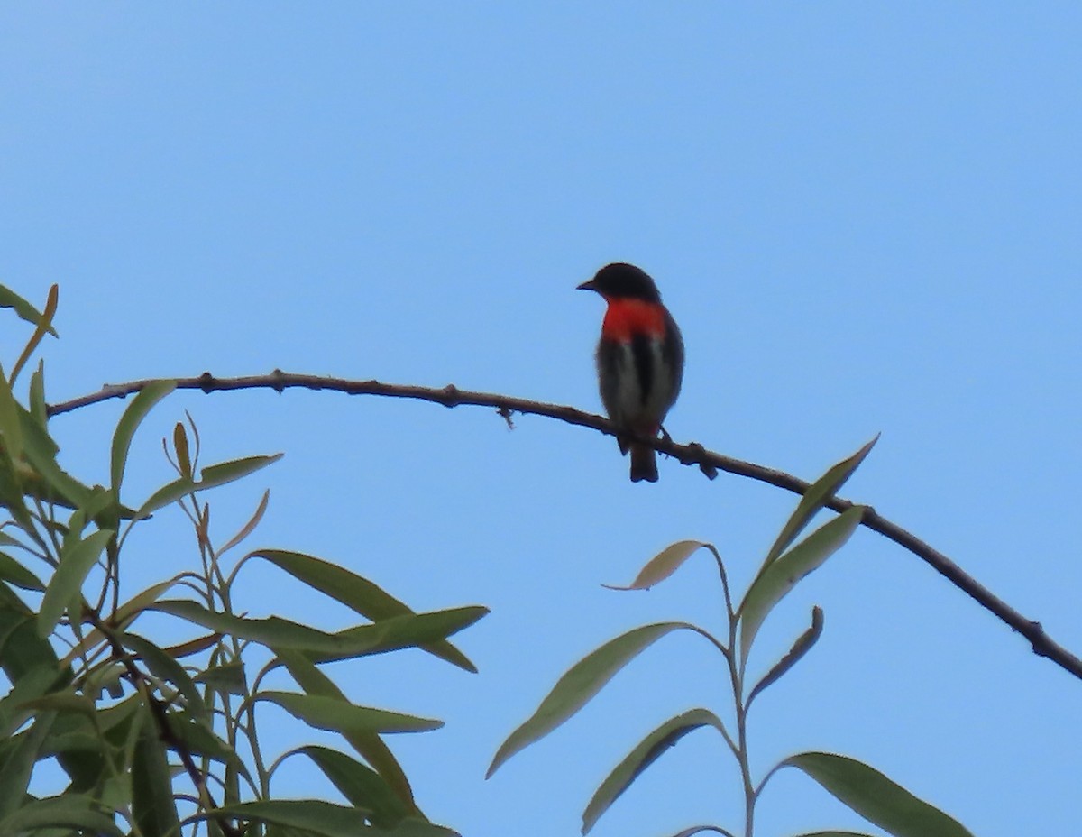Mistletoebird - ML645858276
