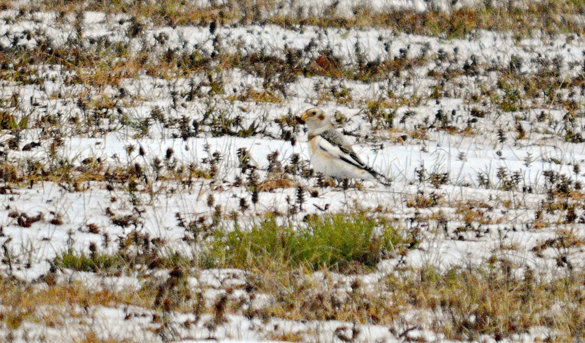 雪鵐 - ML645858279