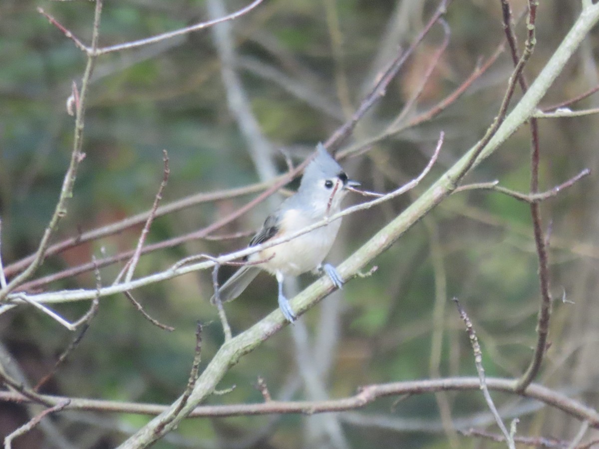 Tufted Titmouse - ML645858280