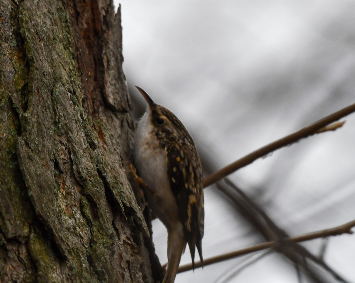 Brown Creeper - ML645858282