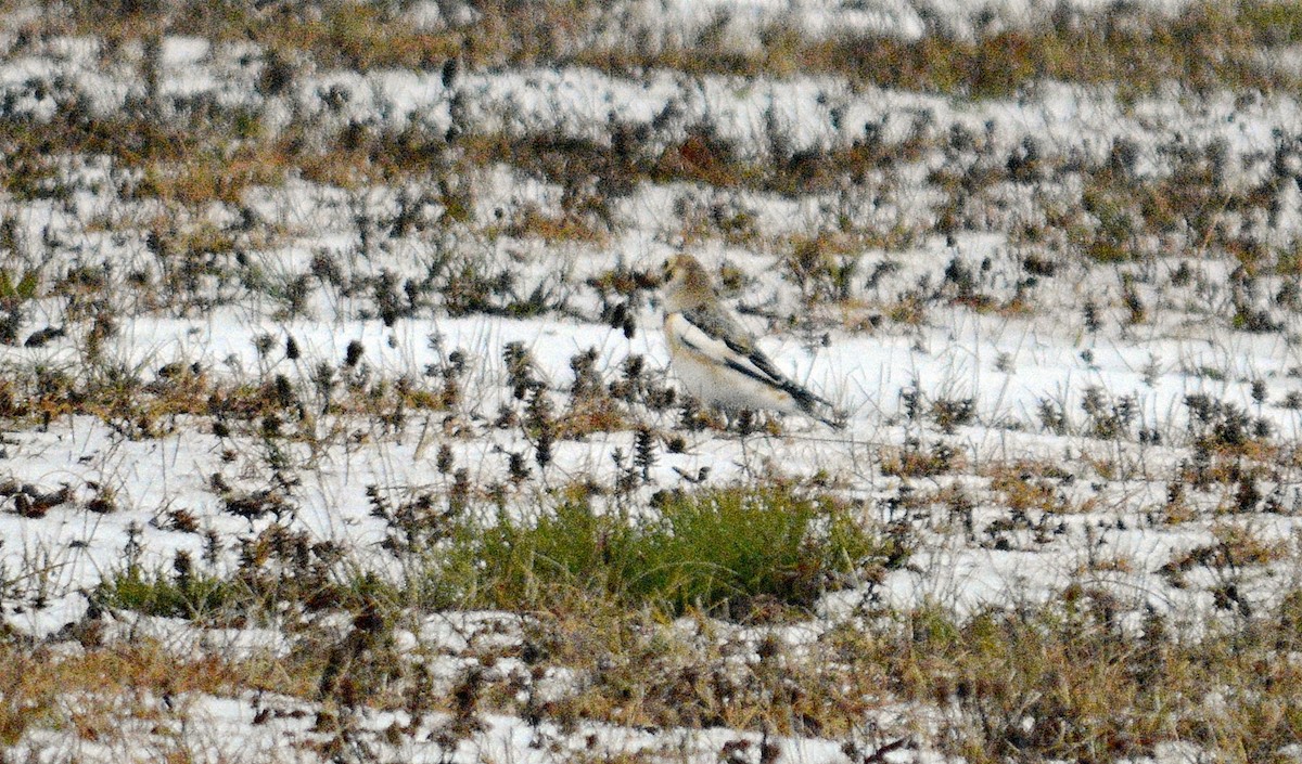 雪鵐 - ML645858284