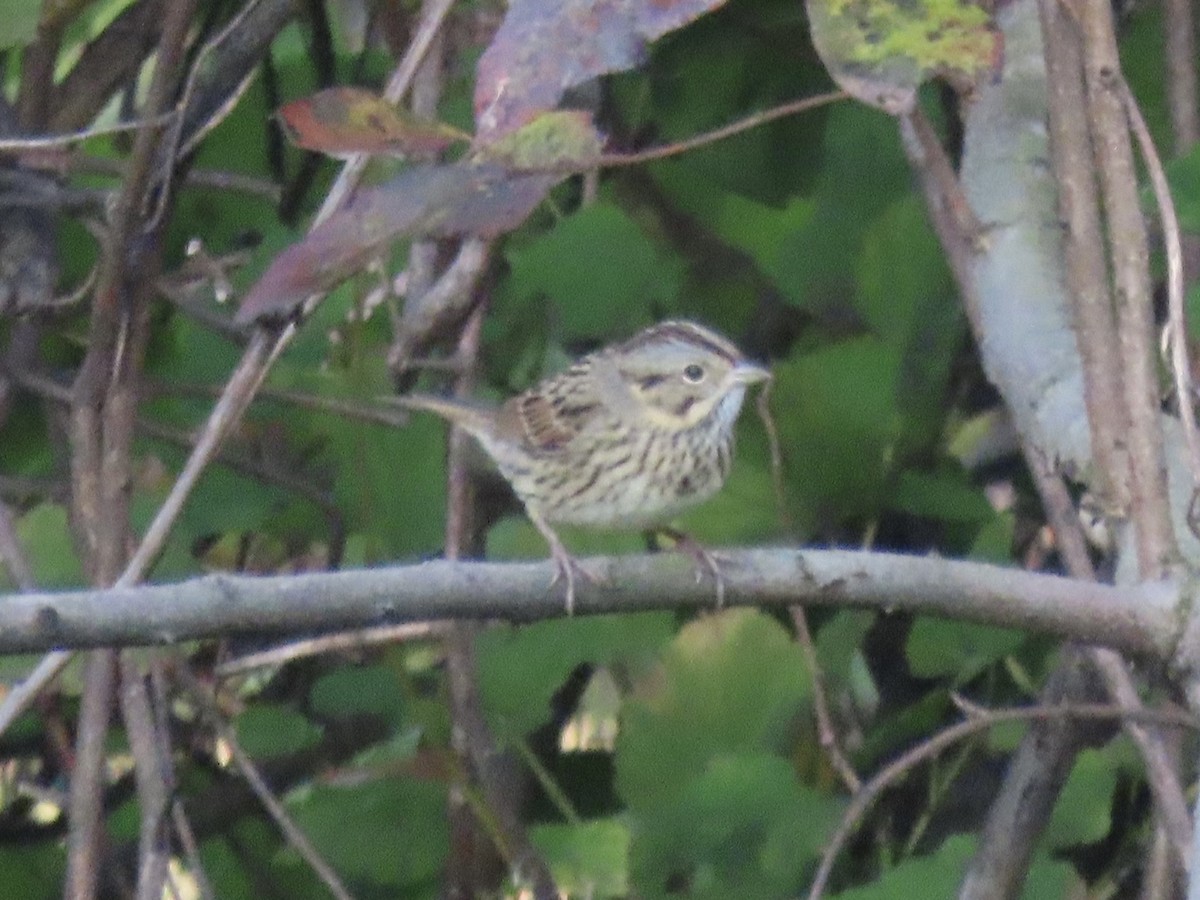 Lincoln's Sparrow - ML645858286