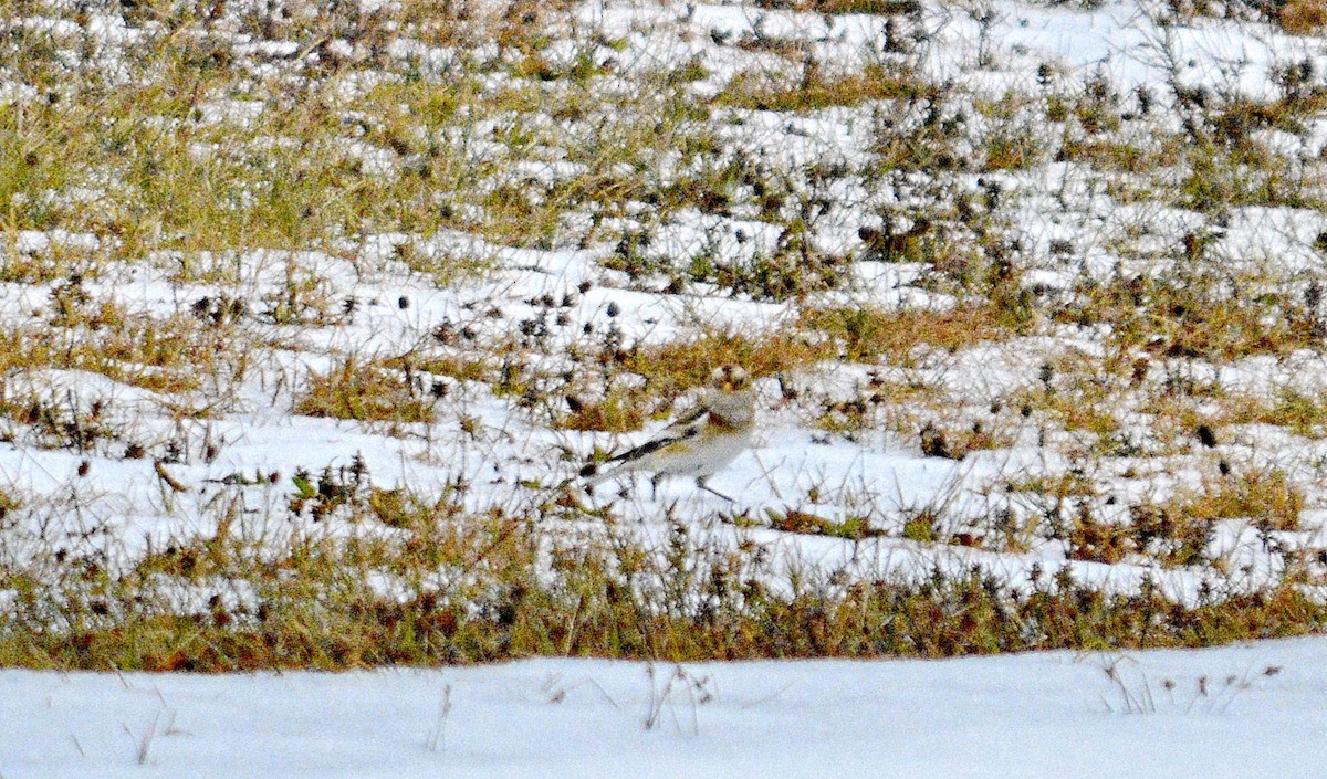 雪鵐 - ML645858287