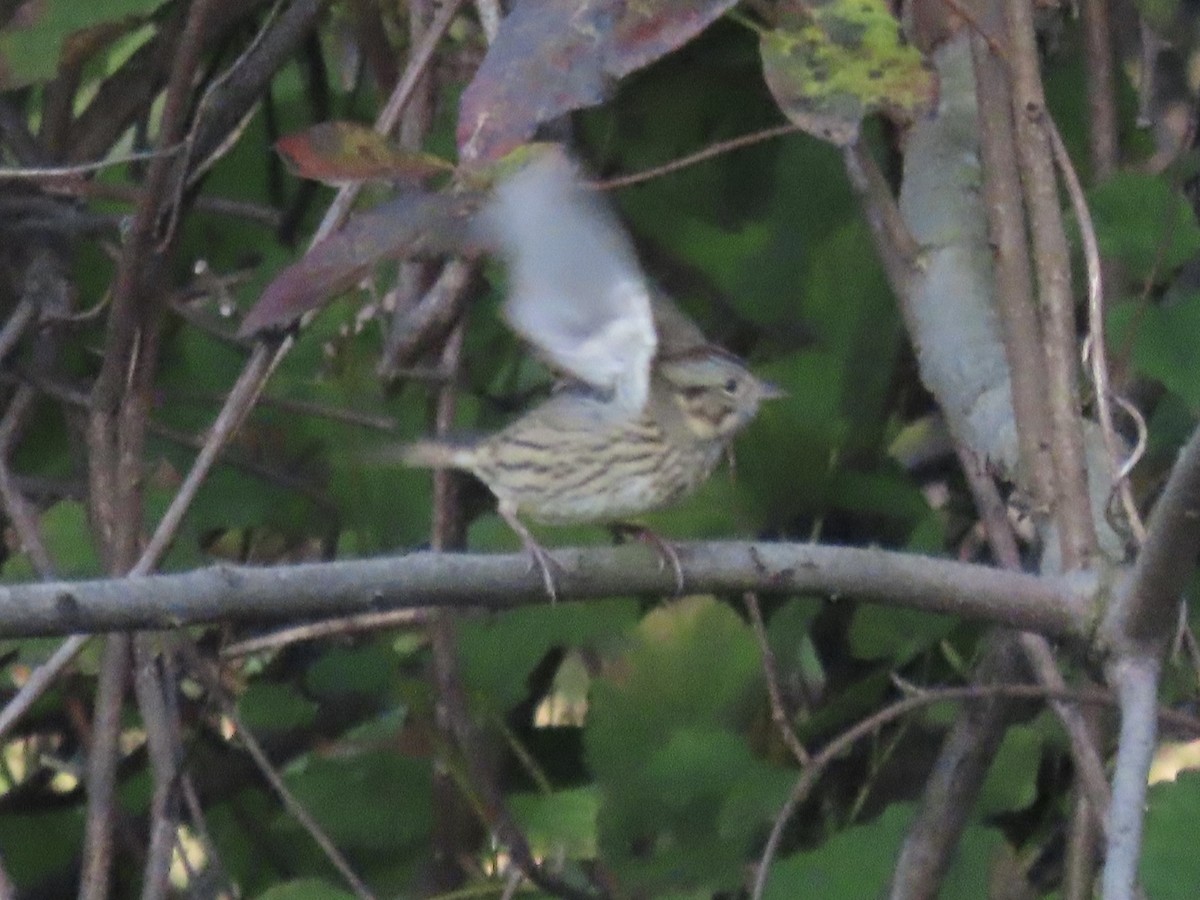 Lincoln's Sparrow - ML645858288
