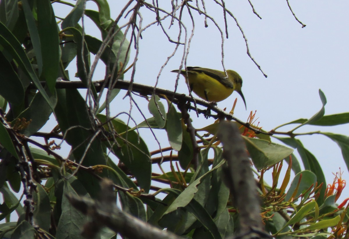 Sahul Sunbird - ML645858292