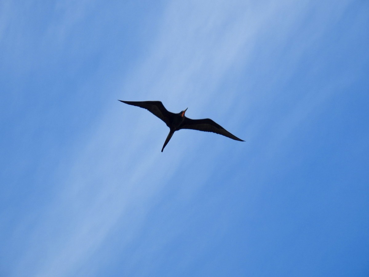 Magnificent Frigatebird - ML645858297