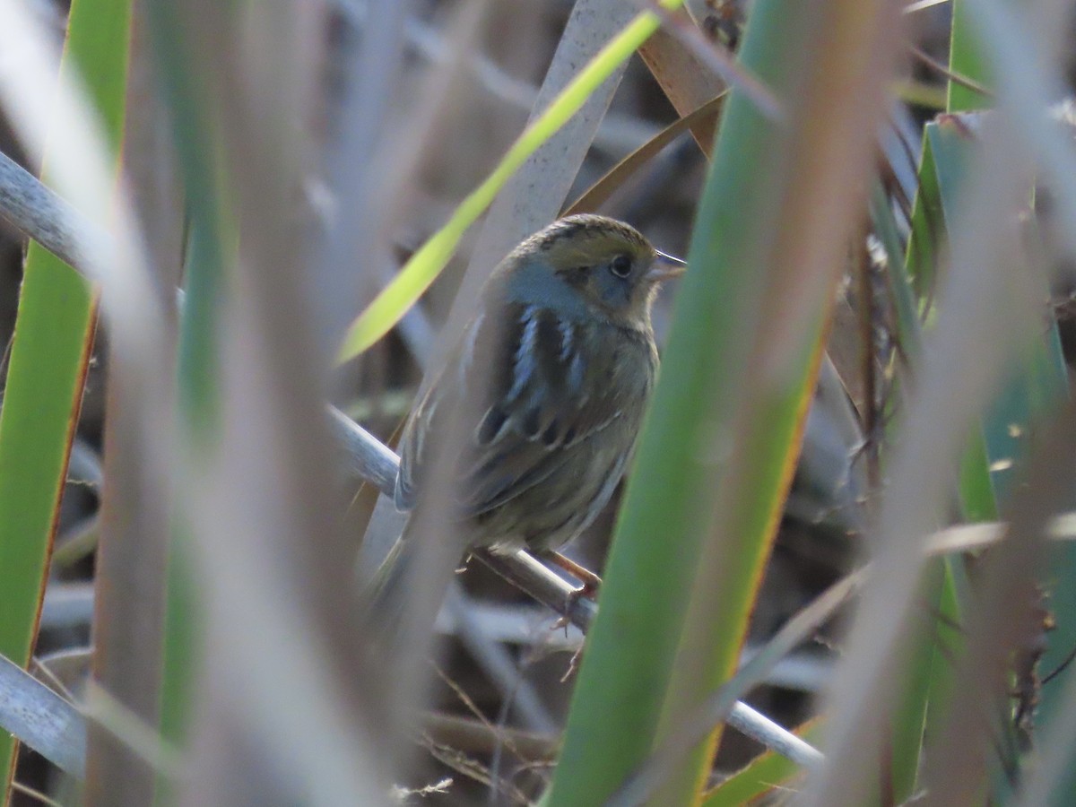 Nelson's Sparrow (Interior) - ML645858300