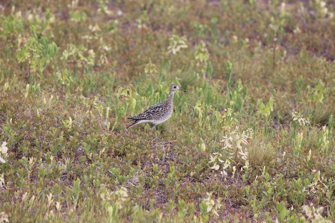 Piro piro codalunga - ML645858301