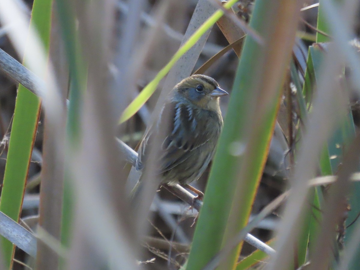 Nelson's Sparrow (Interior) - ML645858305