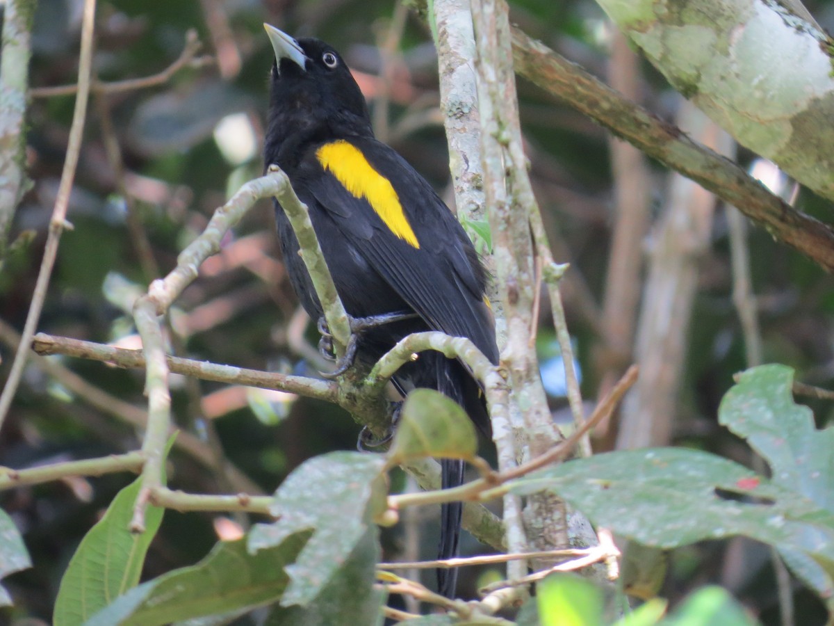 Golden-winged Cacique - ML645858306