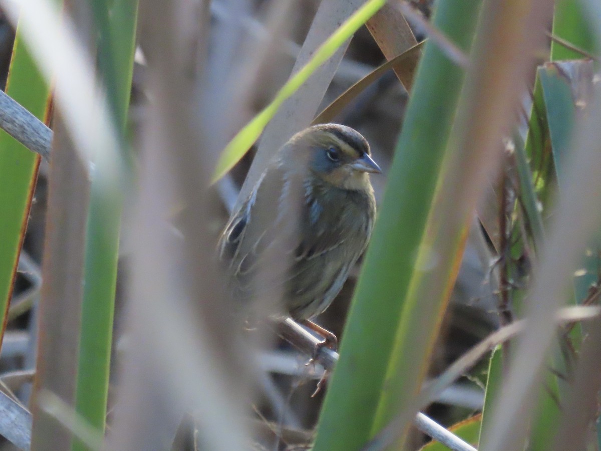 Nelson's Sparrow (Interior) - ML645858308