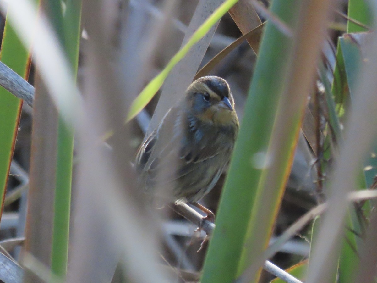 Nelson's Sparrow (Interior) - ML645858309