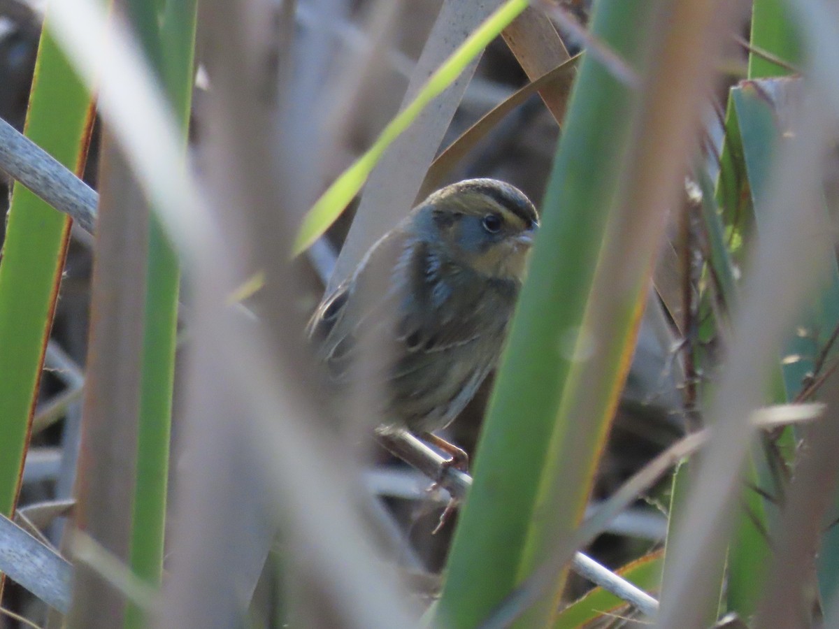 Nelson's Sparrow (Interior) - ML645858311