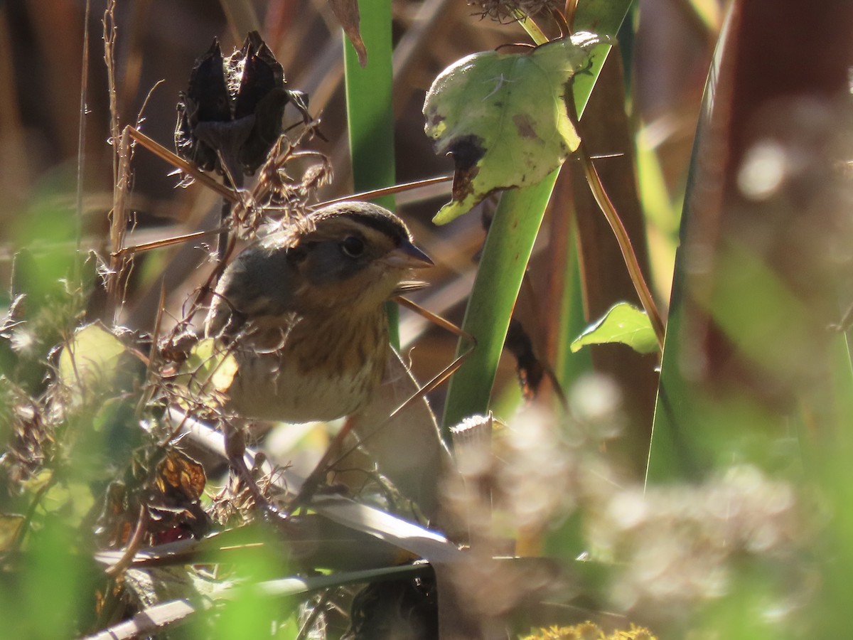 Nelson's Sparrow (Interior) - ML645858313