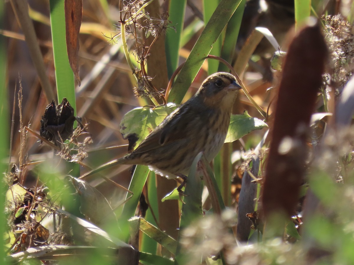 Nelson's Sparrow (Interior) - ML645858315