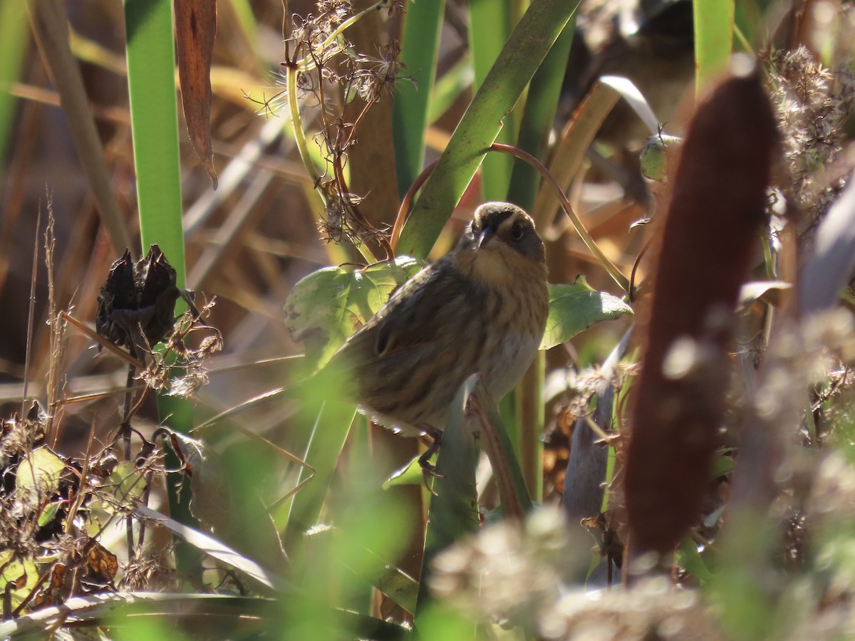 Nelson's Sparrow (Interior) - ML645858316