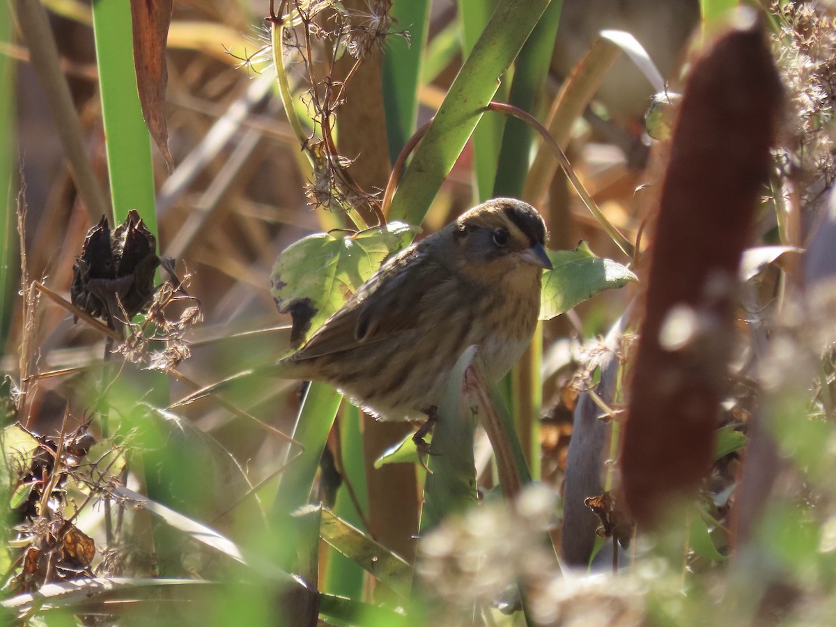 Nelson's Sparrow (Interior) - ML645858318