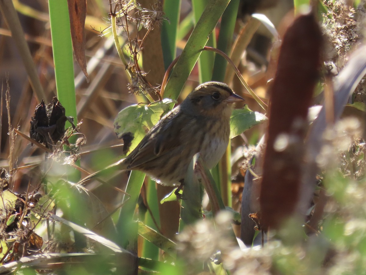Nelson's Sparrow (Interior) - ML645858319