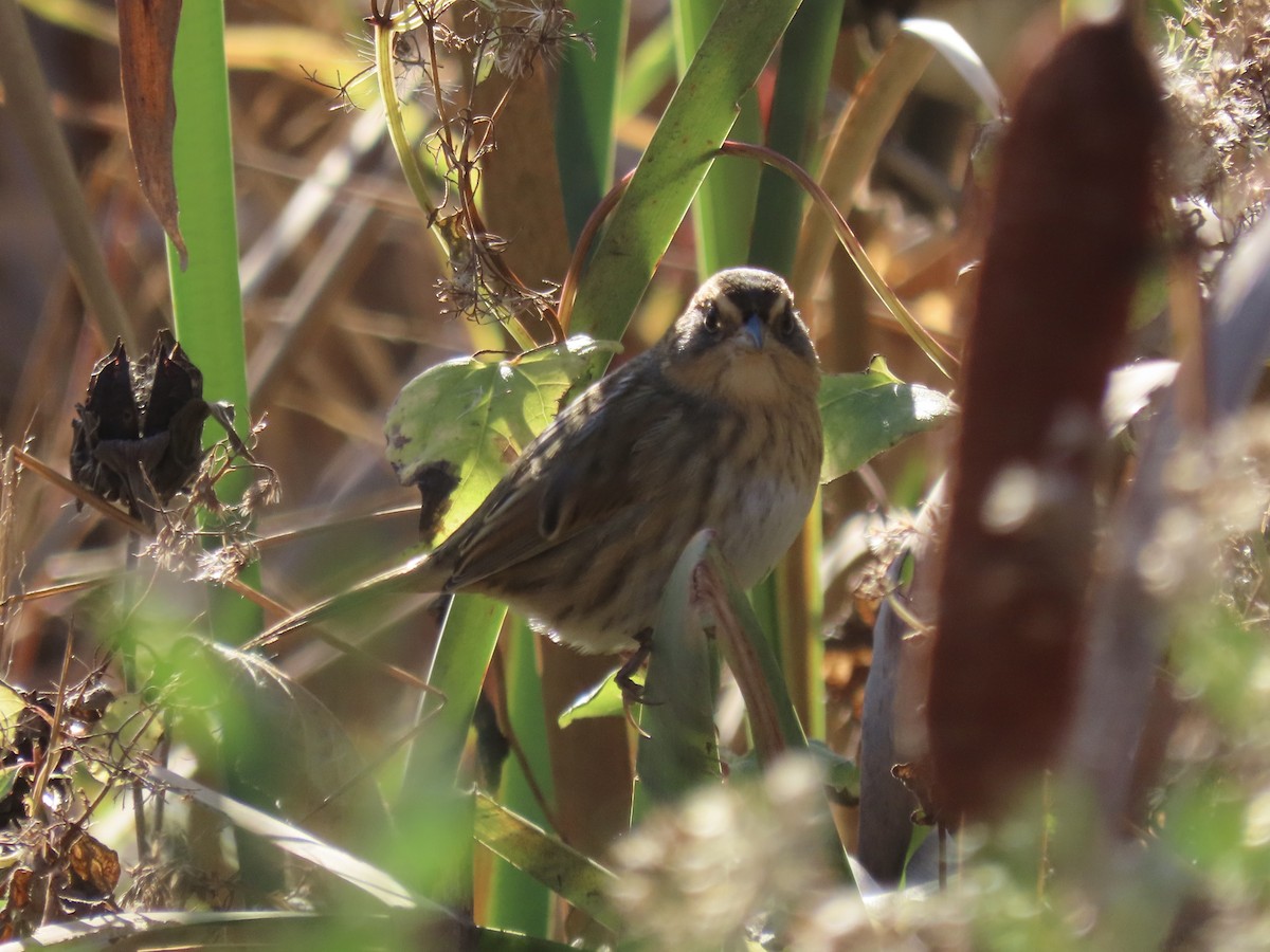 Nelson's Sparrow (Interior) - ML645858322