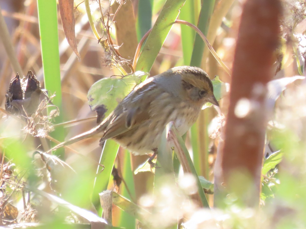 Nelson's Sparrow (Interior) - ML645858326
