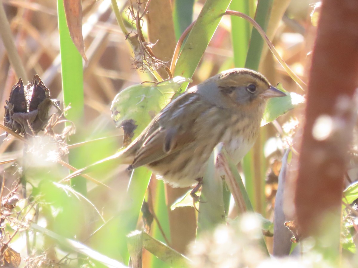 Nelson's Sparrow (Interior) - ML645858327