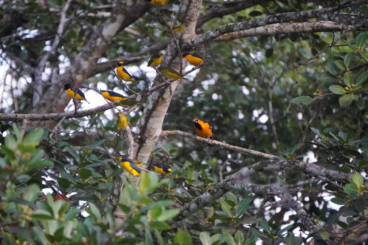 Yellow-throated Euphonia - ML645858337