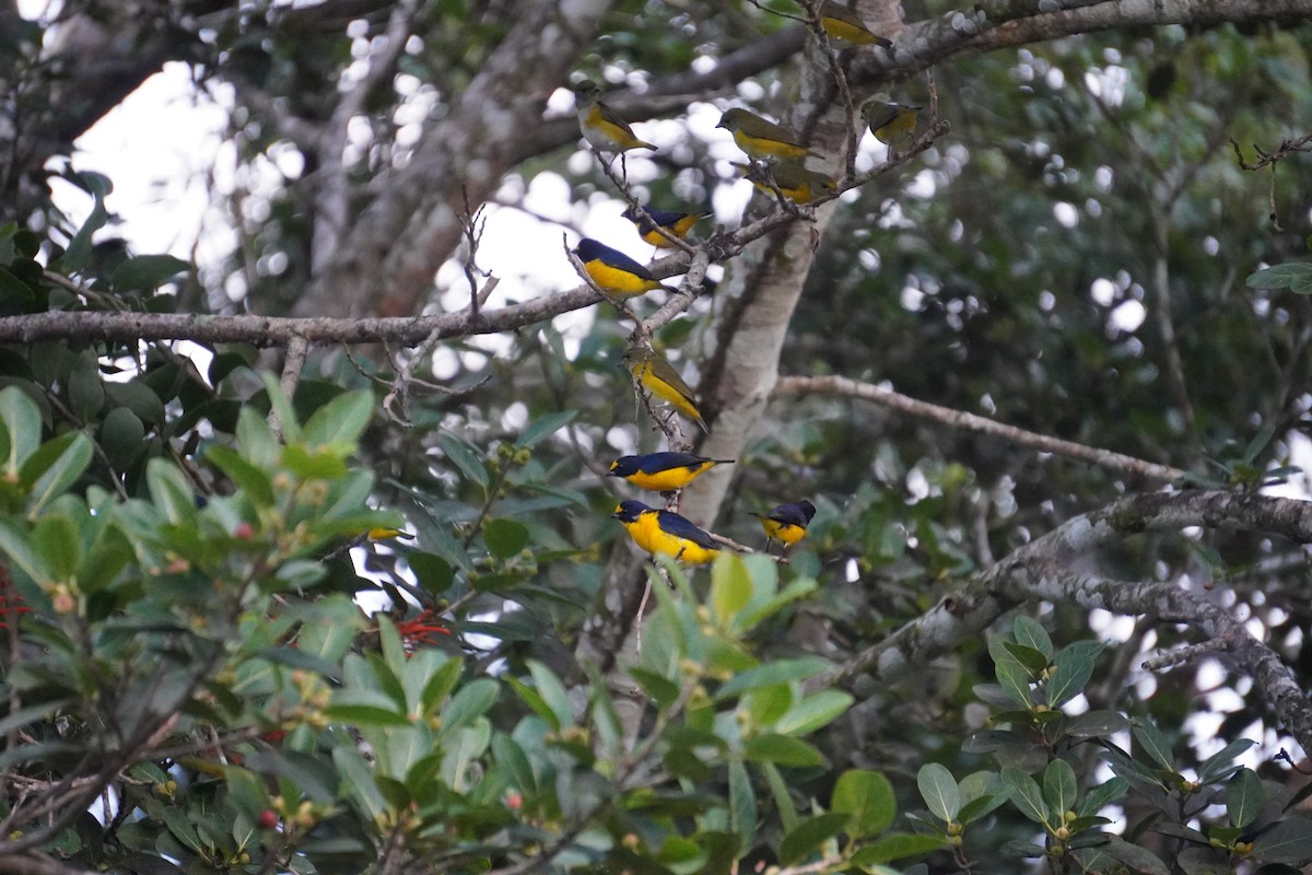 Yellow-throated Euphonia - ML645858338