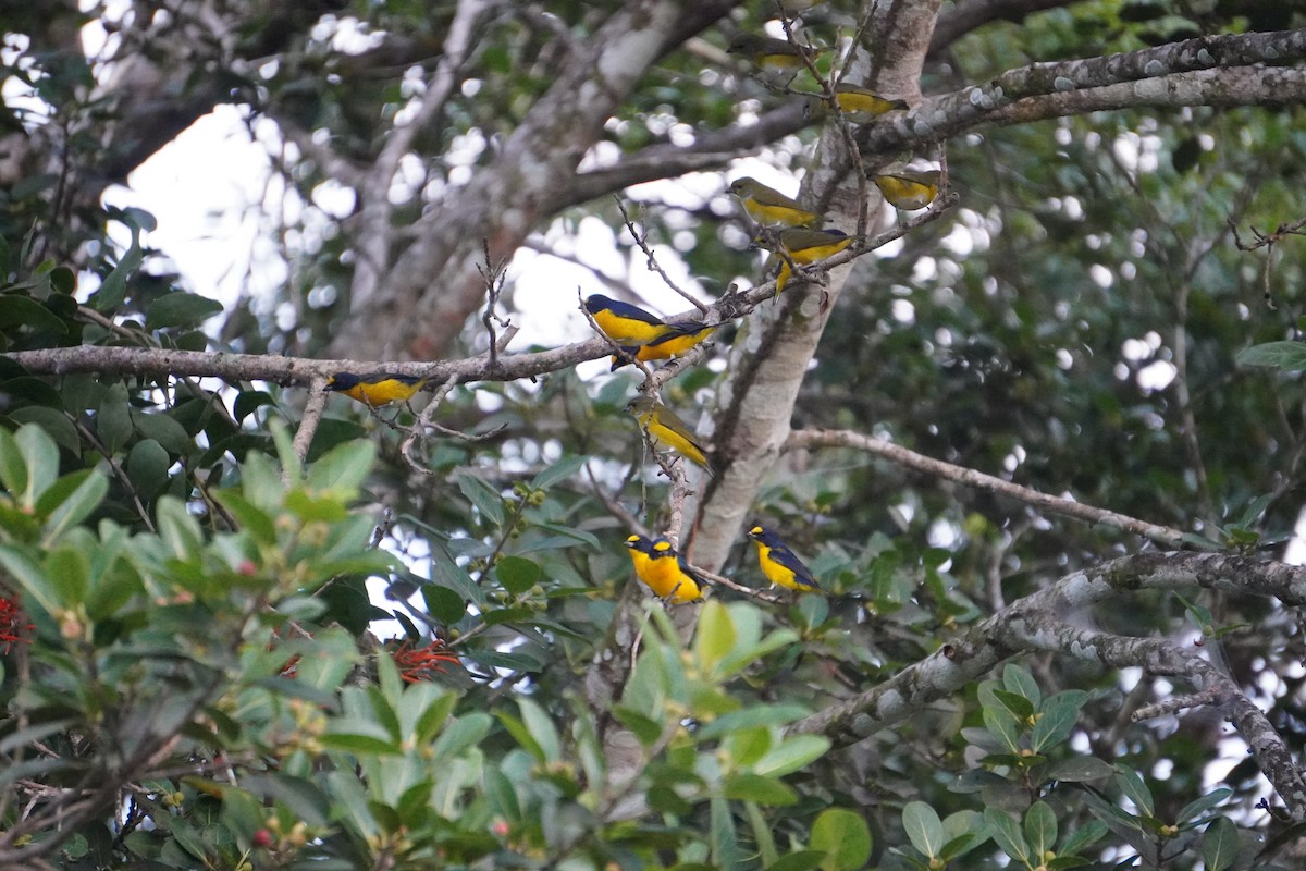 Yellow-throated Euphonia - ML645858340