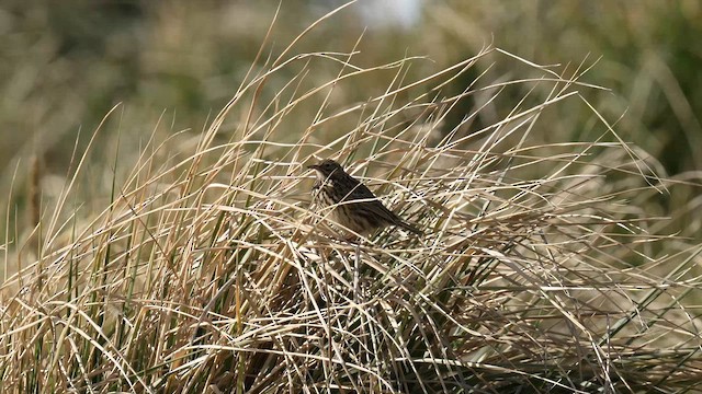 South Georgia Pipit - ML645858341