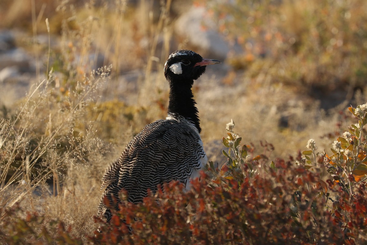White-quilled Bustard - ML645858346
